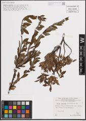 Foto von Salix foetida Schleich. ex DC.
